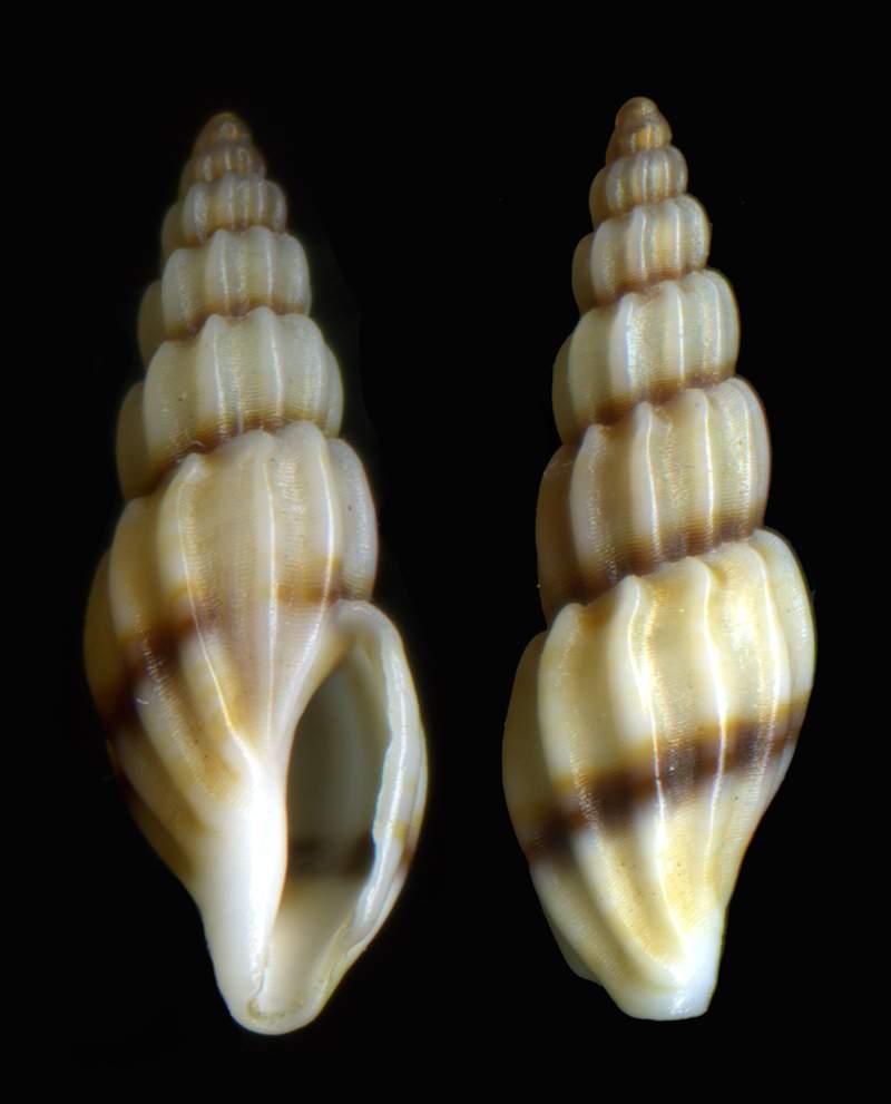 Conidae Mangelia costulata (Risso, 1826)